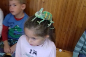 Állatsimogató